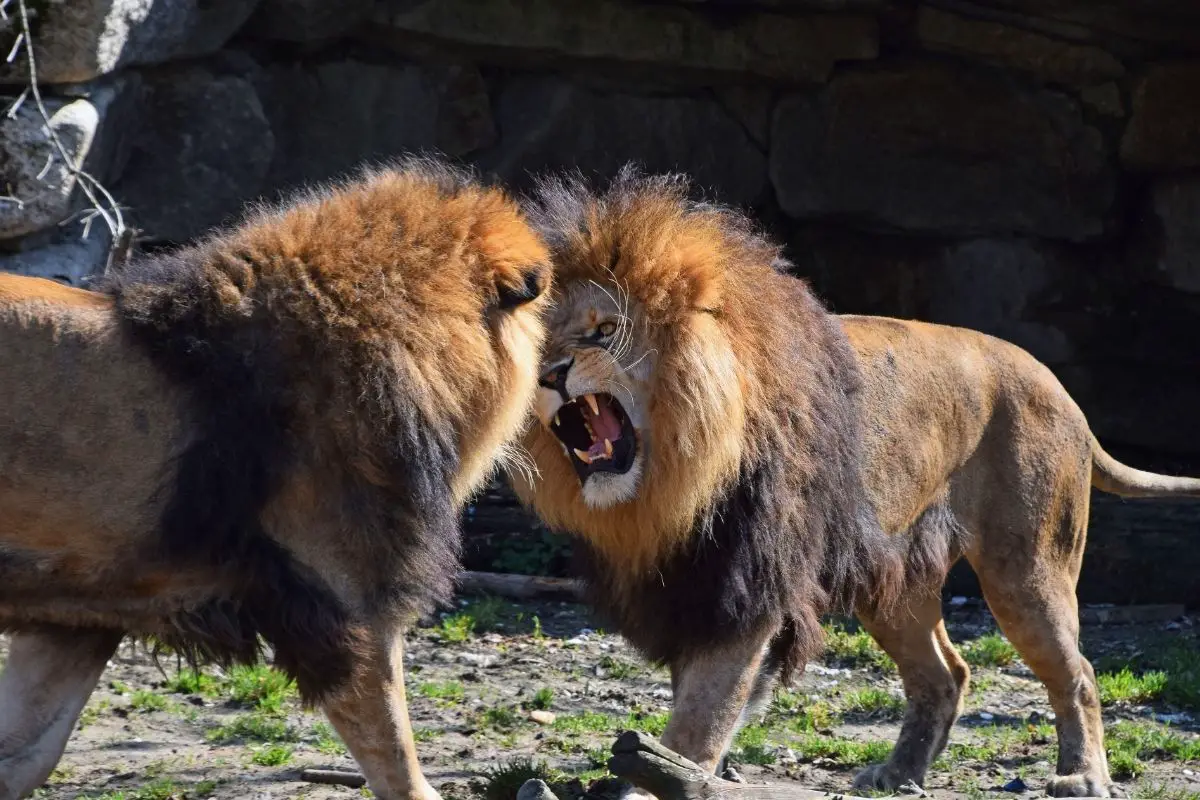 Do Lions Eat Other Lions (When And Why)?