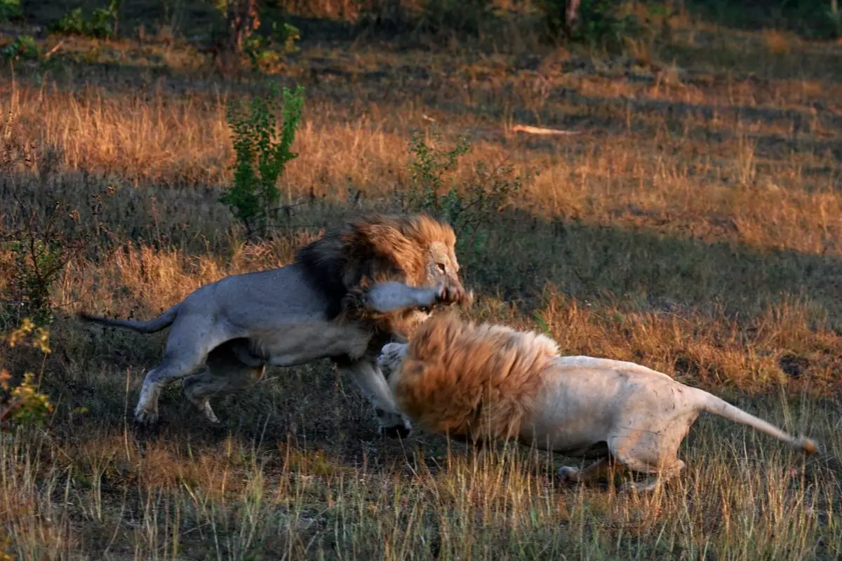 Do Lions Eat Other Lions (When And Why)? - Tiger Tribe