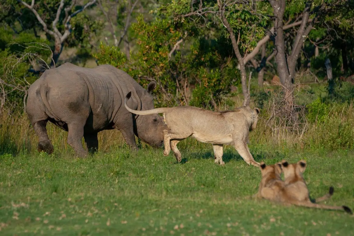 Do Lions Eat Rhinos