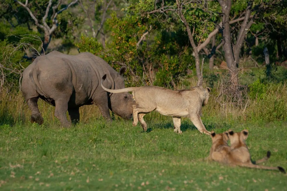 Do Lions Eat Rhinos? (The Answer May Surprise You) - Tiger Tribe