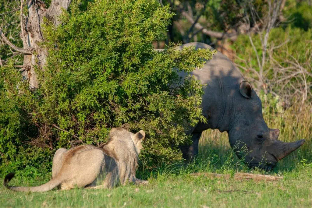 Do Lions Eat Rhinos? (The Answer May Surprise You) - Tiger Tribe