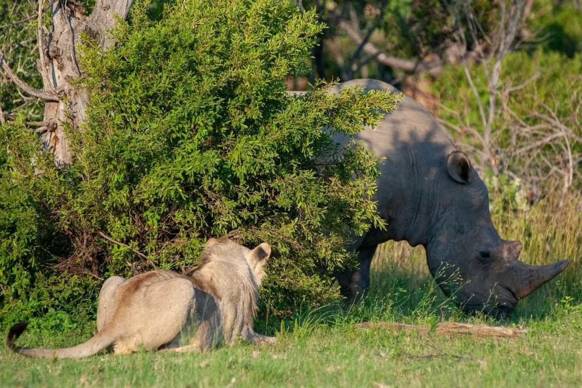 Do Lions Eat Rhinos