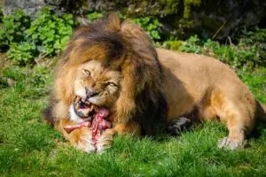Read more about the article Do Lions Eat Snakes? (The Answer May Surprise You)