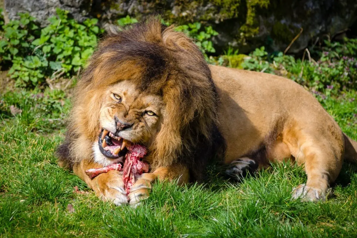 Do Lions Eat Snakes? (The Answer May Surprise You)