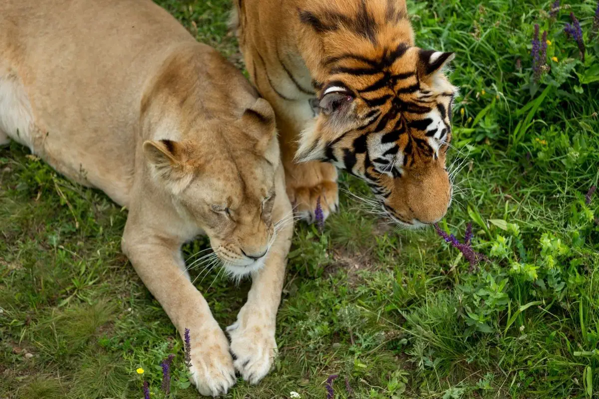 Do Lions Eat Tigers (The Answer May Surprise You)