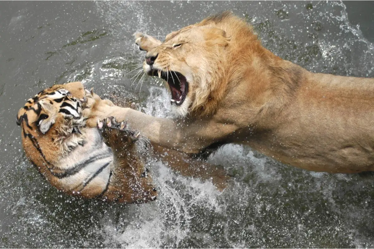 Do Lions Eat Tigers?