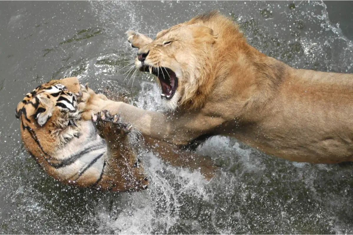 Do Lions Eat Tigers? (The Answer May Surprise You) - Tiger Tribe