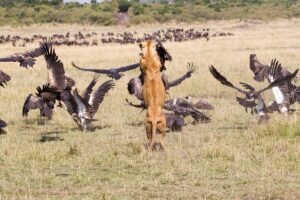 Read more about the article Do Lions Eat Vultures? The Answer May Surprise You!