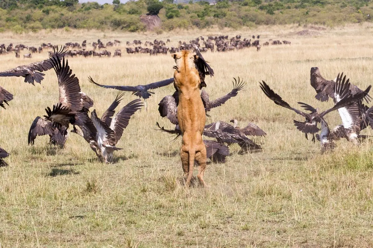 Do Lions Eat Vultures? The Answer May Surprise You!