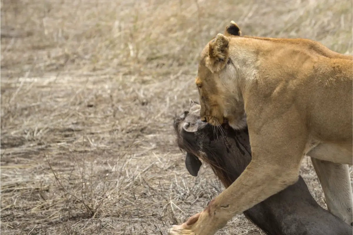 Do Lions Eat Warthogs? (The Answer May Surprise You)