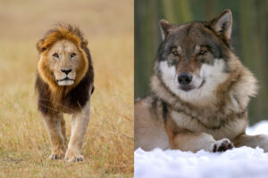 Read more about the article Do Lions Eat Wolves? (The Answer May Surprise You)