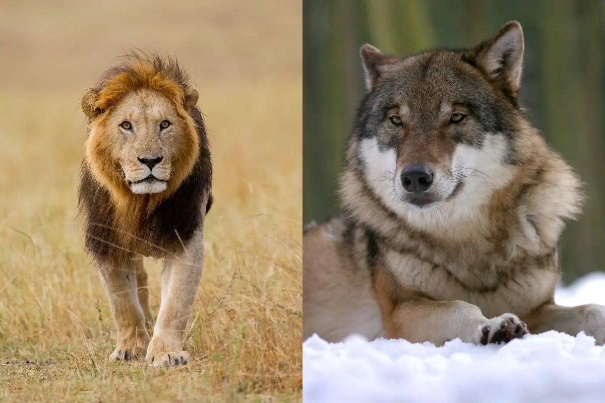 Do Lions Eat Wolves