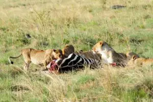 Read more about the article Do Lions Eat Zebras? (The Answer May Surprise You)