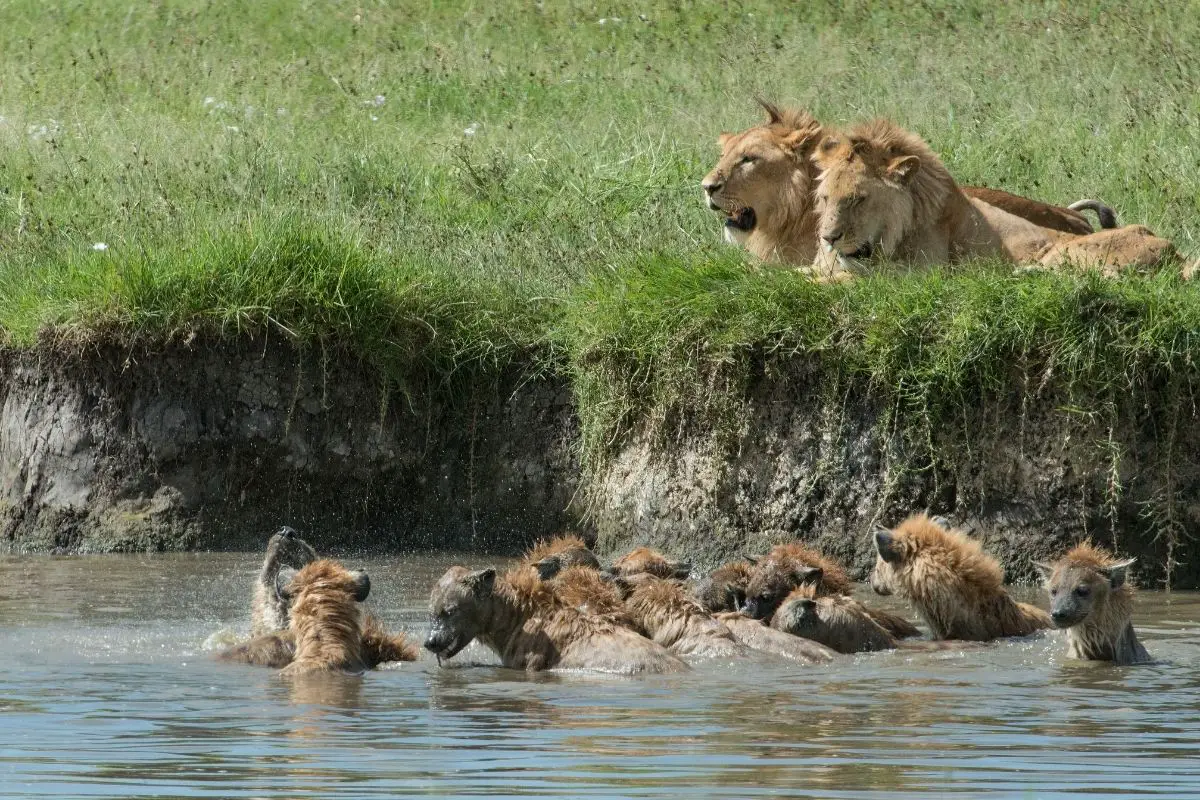 Do Lions Kill Hyenas?