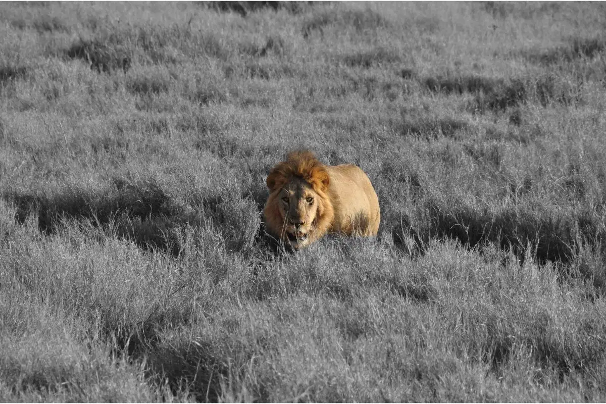 Do Lions Kill Leopards?