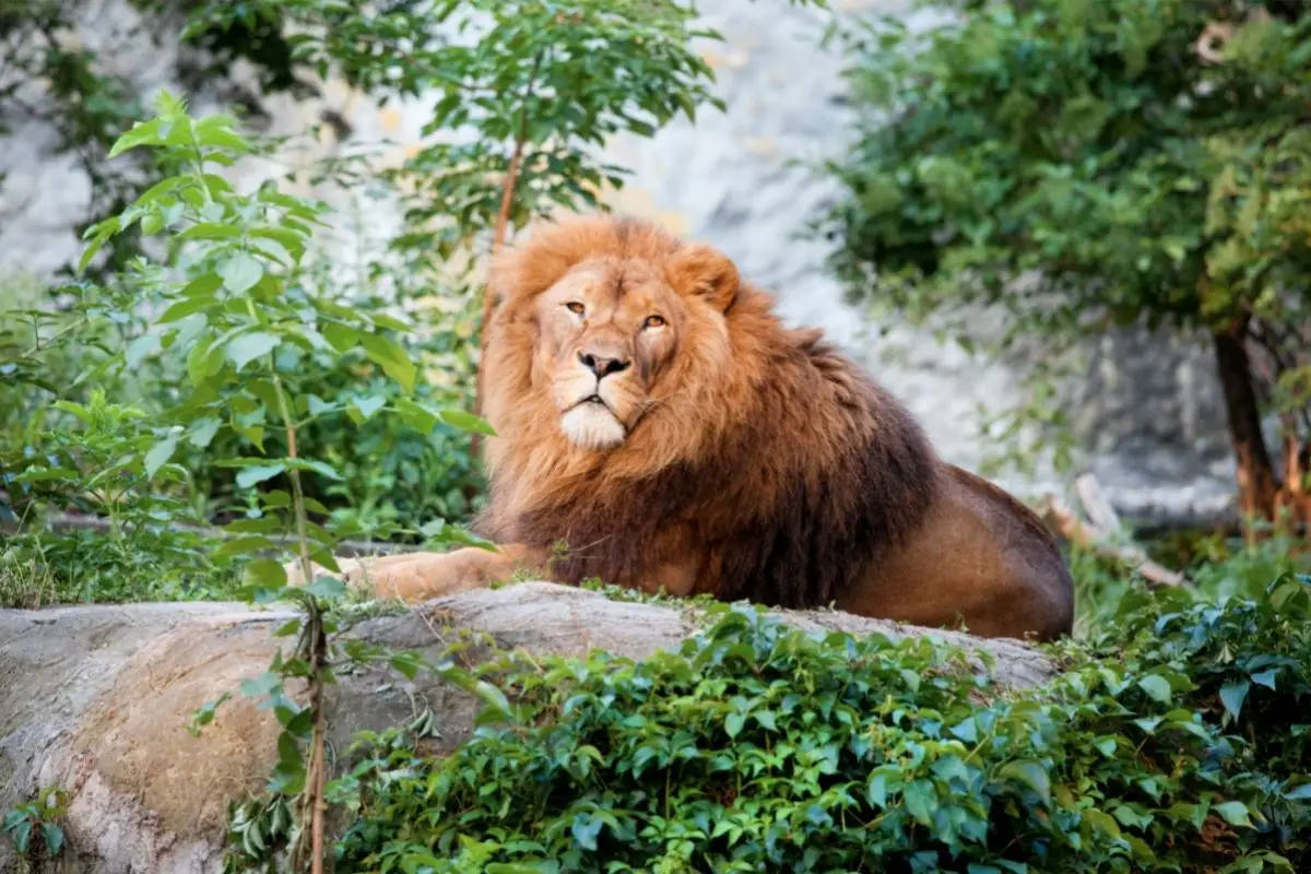 Despite currently living in tropical environments, Lions are quite