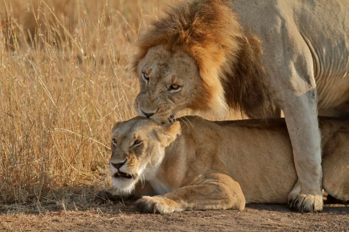 male and female lions mating