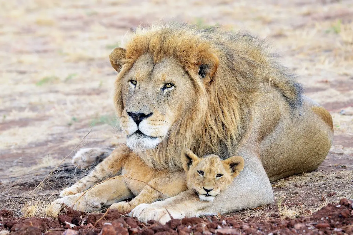 Do Male Lions Eat Their Cubs?