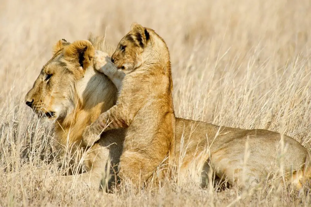 Do Male Lions Love Their Cubs (Do They Even Know Their Cubs)? - Tiger Tribe