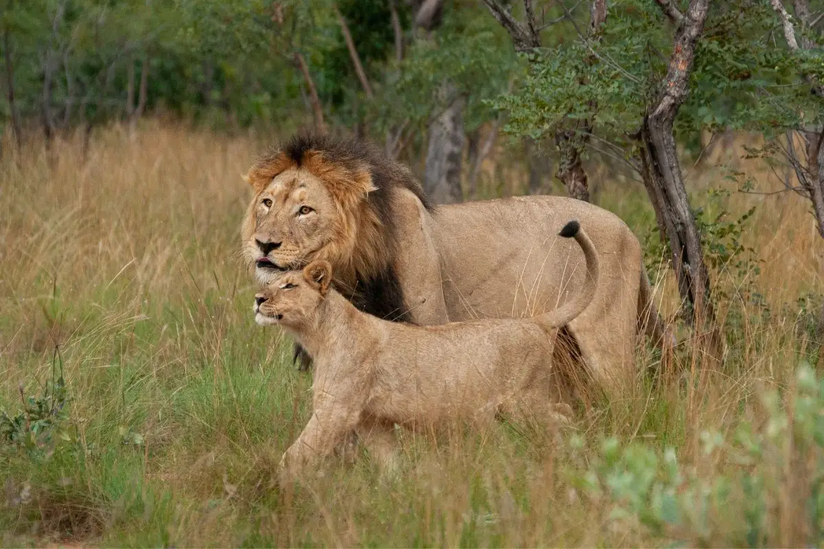 Do Male Lions Love Their Cubs