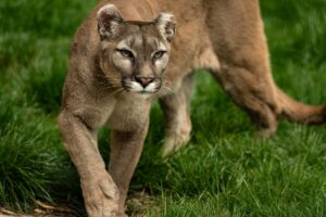 Read more about the article Do Mountain Lions Eat Cats? (The Answer May Surprise You)