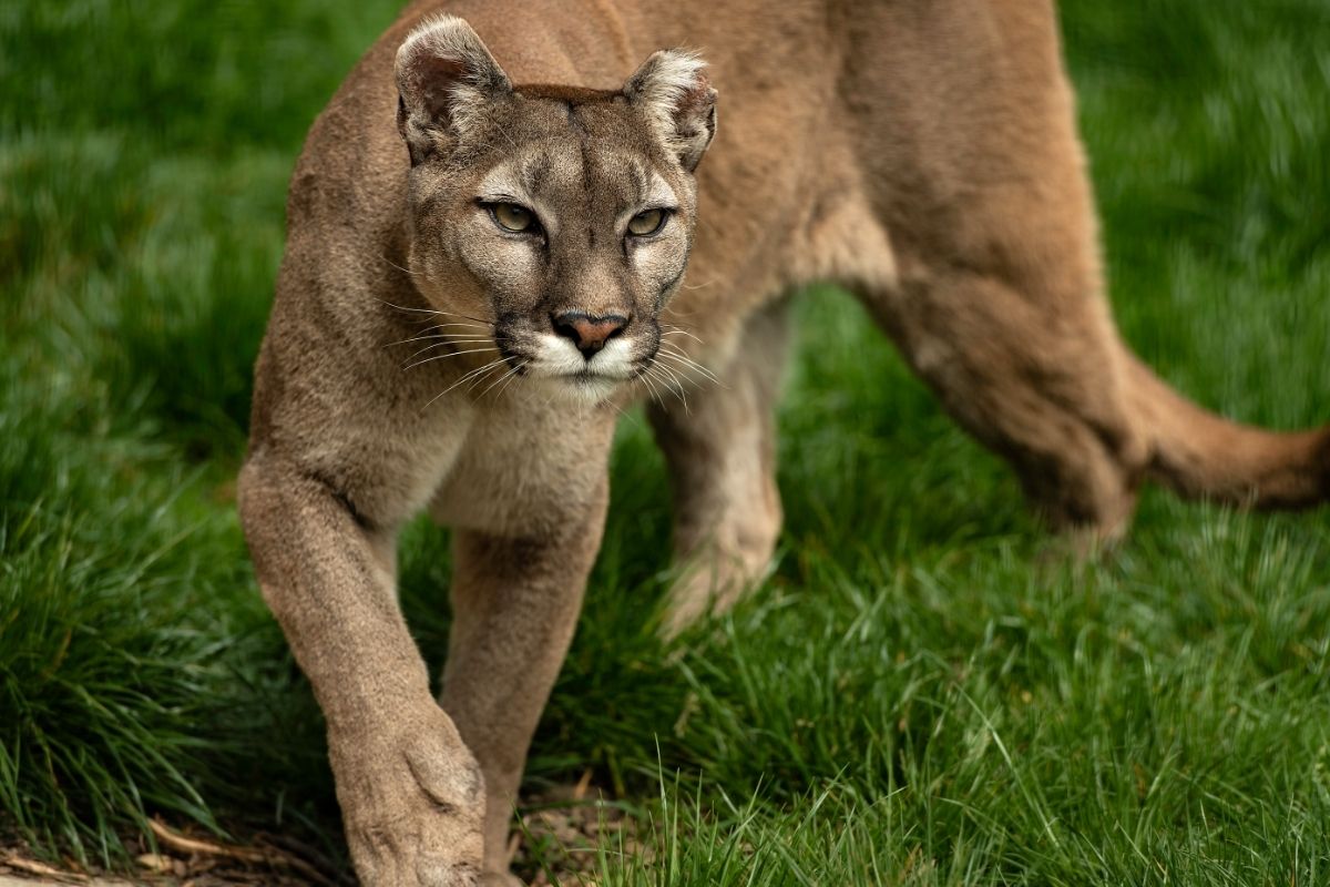 Do Mountain Lions Eat Cats? (The Answer May Surprise You)