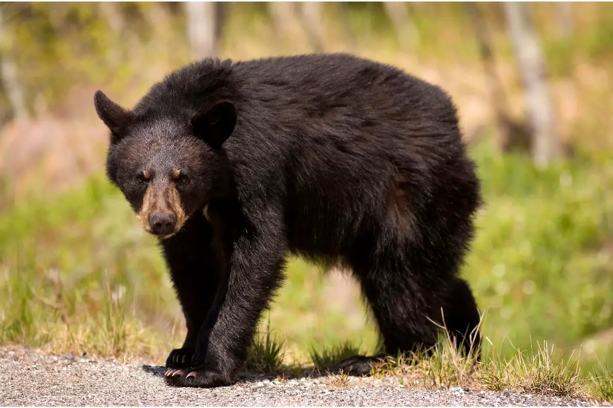 Do Tigers Eat Bears? (The Answer May Surprise You!)