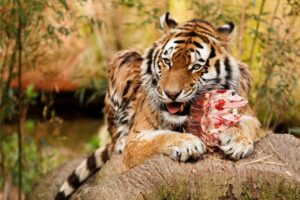 Do Tigers Eat Elephants? (The Answer May Surprise You)