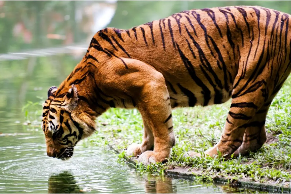 Tiger Eating Fish