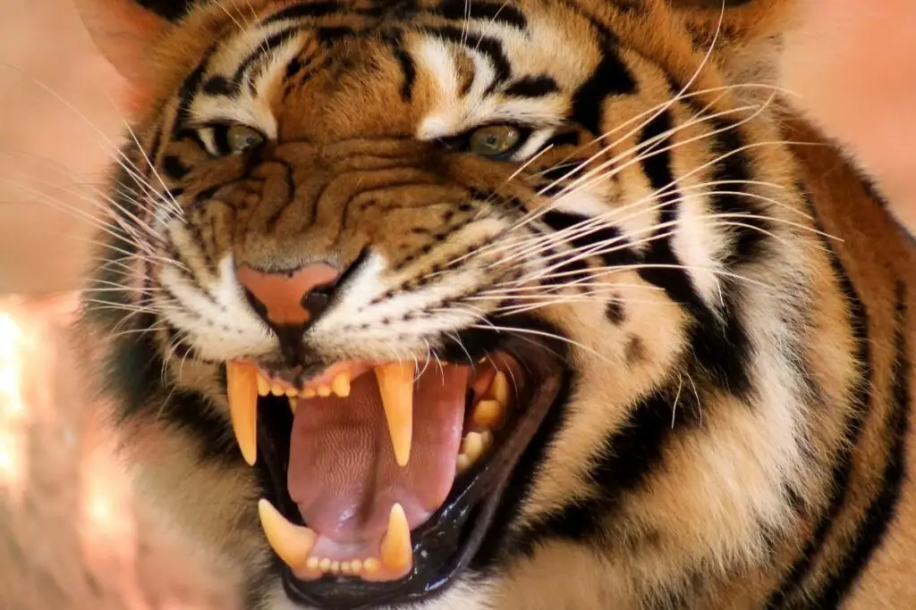 Do Tigers Eat Humans (Are Tigers Dangerous) - Tiger Tribe