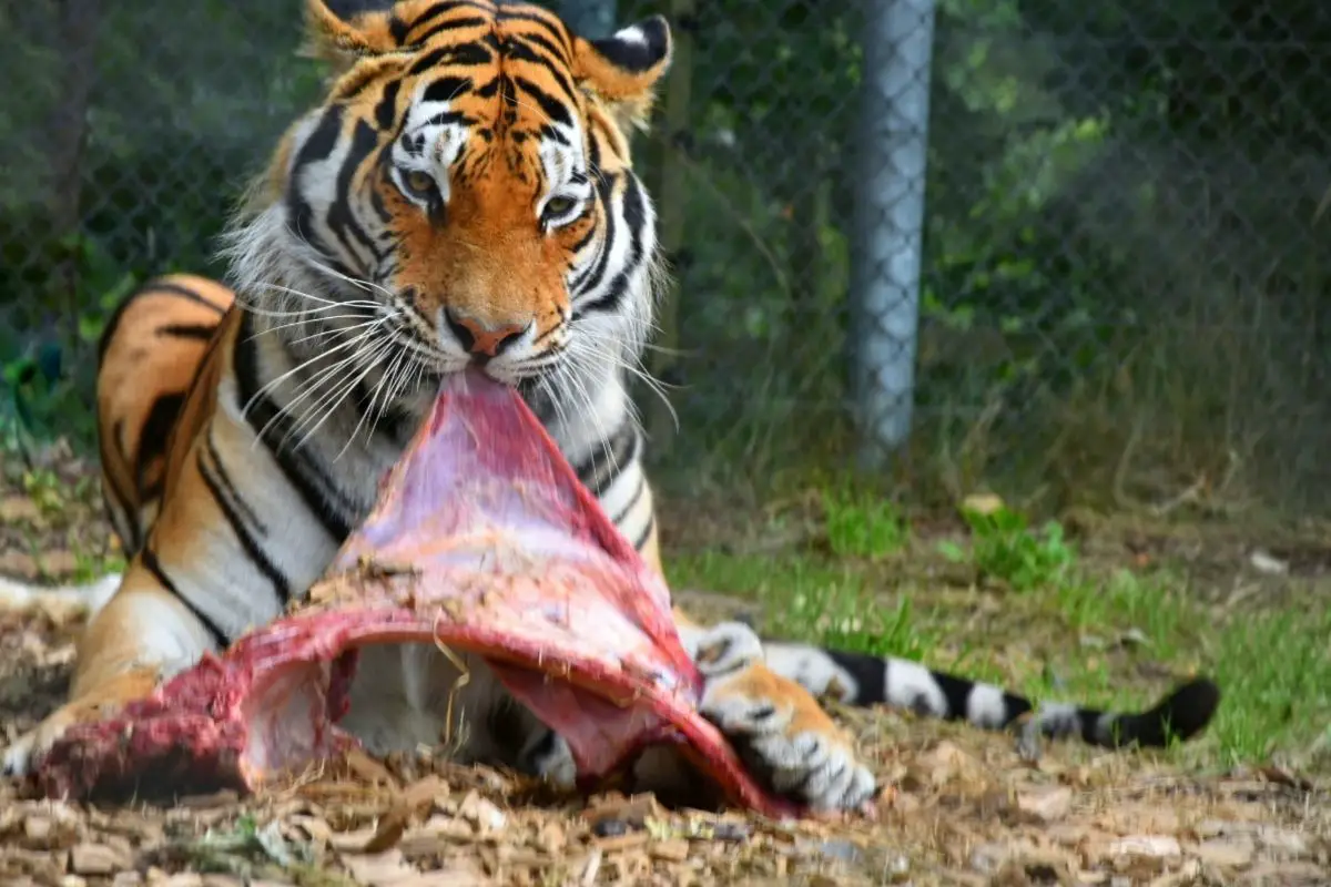 Do Tigers Eat Leopards? (The Answer May Surprise You)