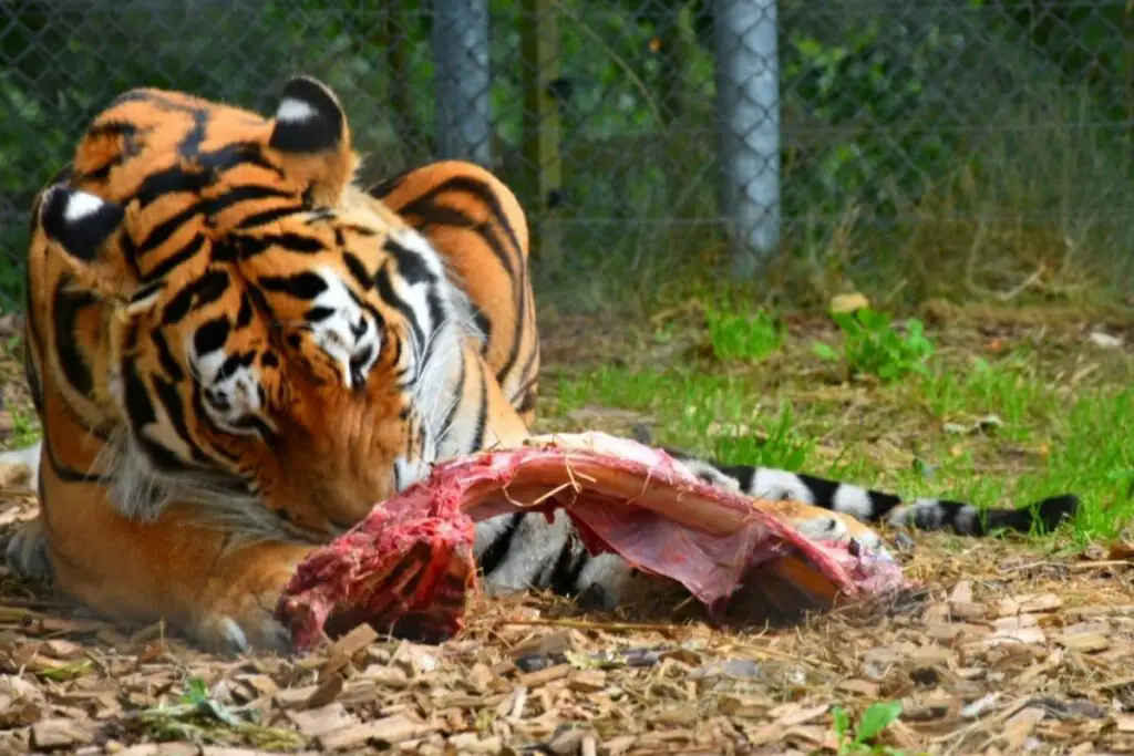 Do Tigers Eat Monkeys? (The Answer May Surprise You)