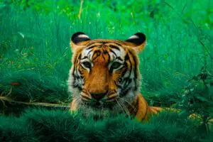 Read more about the article Do Tigers Eat Plants & Grass (The Answer May Surprise You)