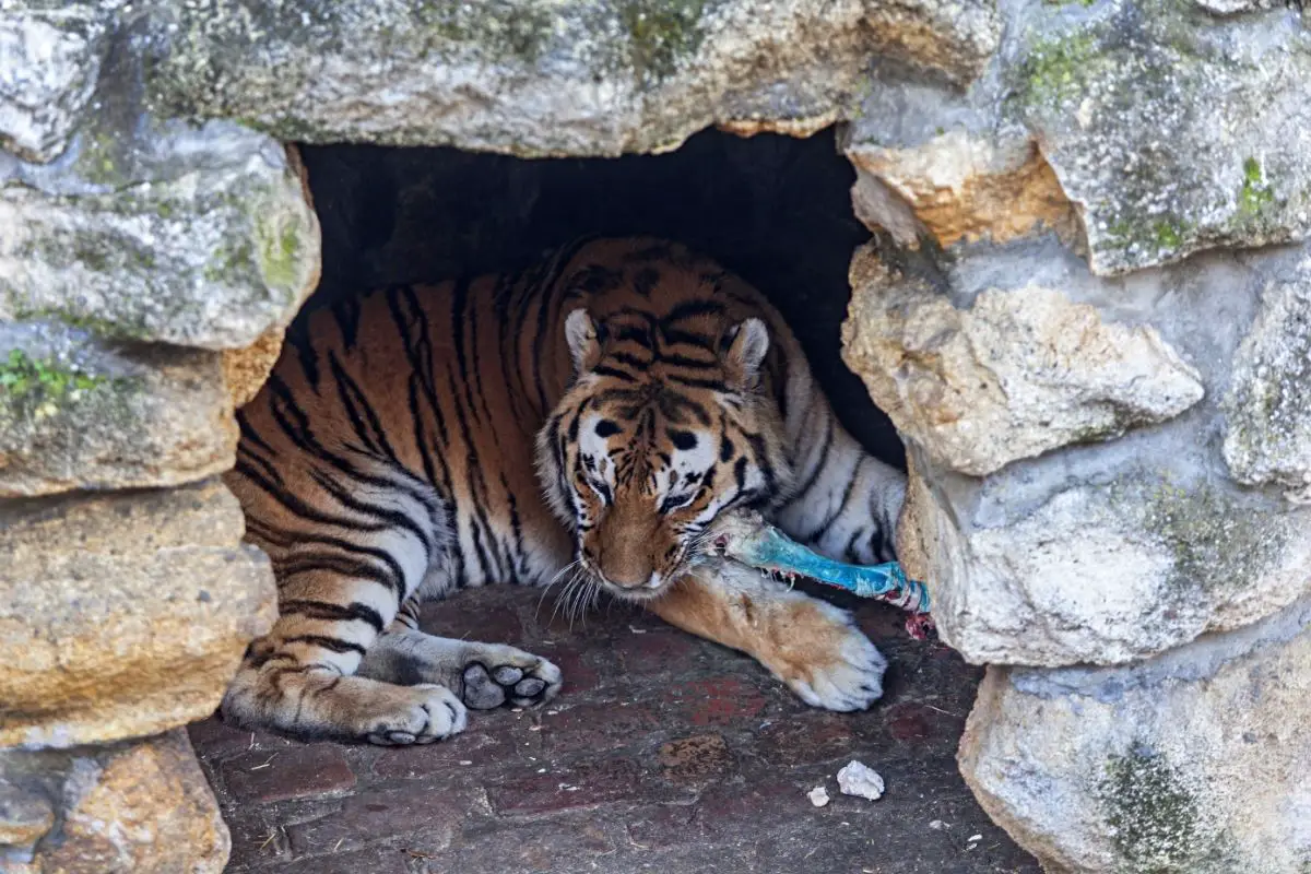 Do Tigers Eat Snakes In Captivity?