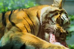 Read more about the article Do Tigers Eat Snakes (The Answer May Surprise You)