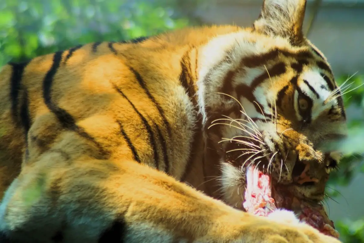 Do Tigers Eat Snakes (The Answer May Surprise You)