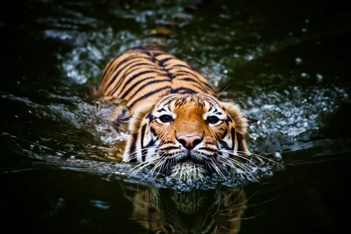 Do Tigers Like To Swim?