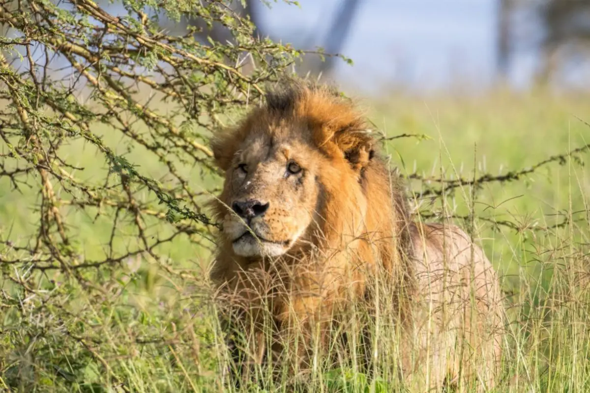 East African Lion