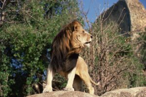 Read more about the article Ethiopian Lions: Everything You Need To Know