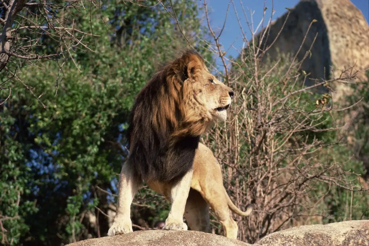 Ethiopian Lions