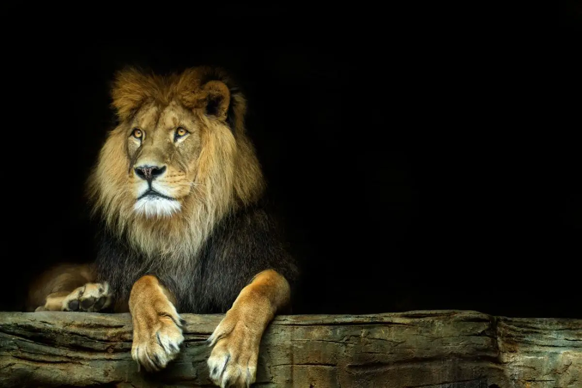 You are currently viewing European Lions: Everything You Need To Know