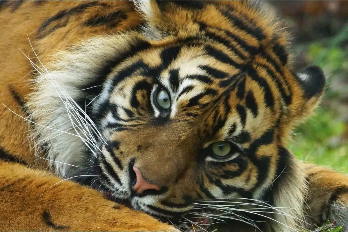 Fun Facts About The Sumatran Tiger