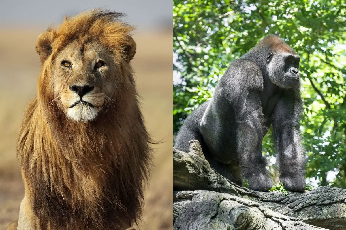 Gorilla VS Lion: Who Would Win In A Fight - Tiger Tribe