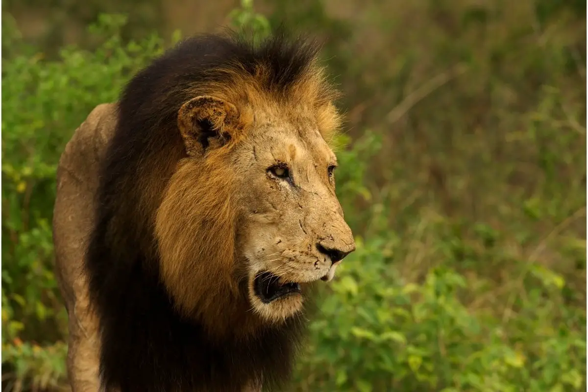 Have People Ever Seen A Black Maned Lion?