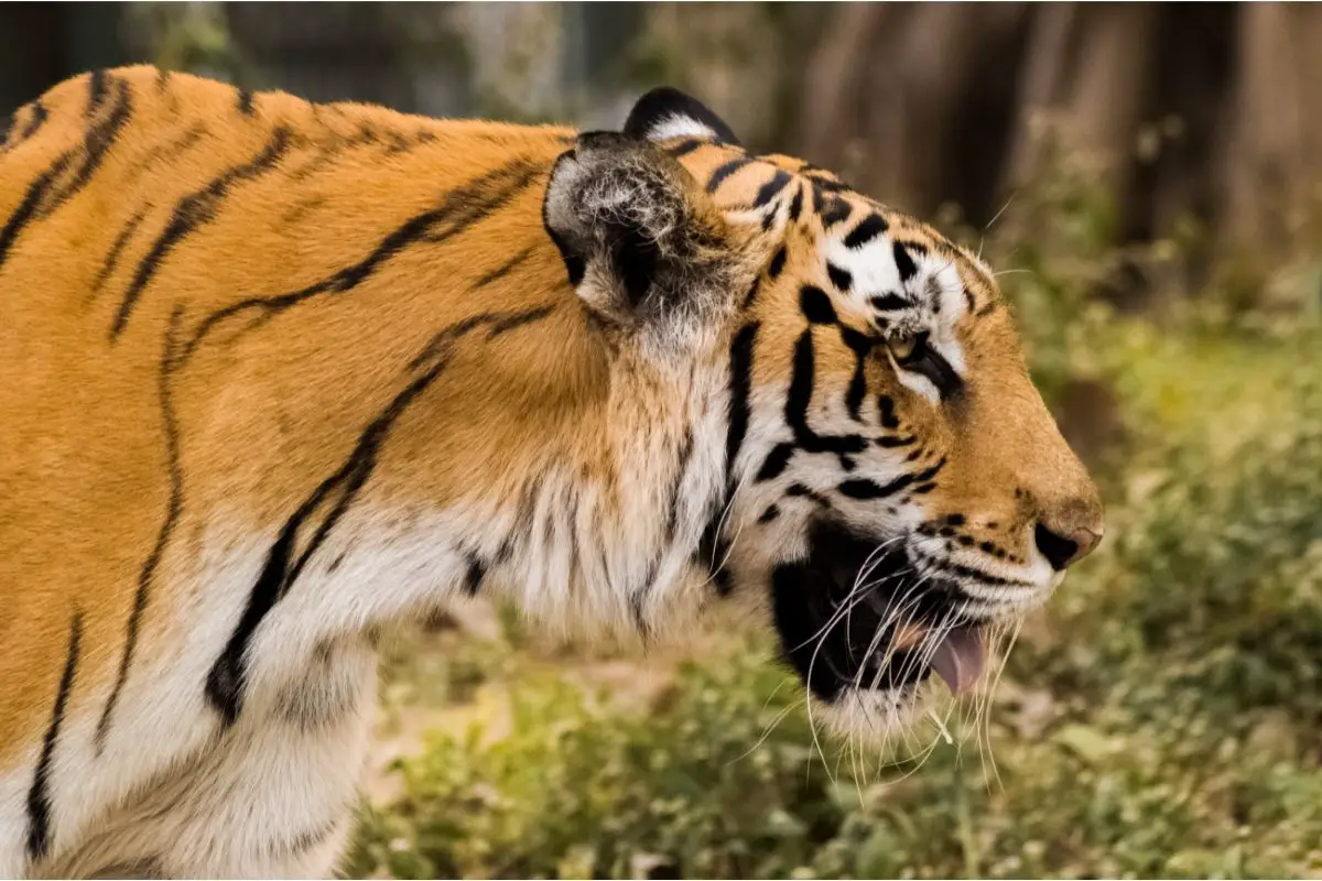 You are currently viewing History Of Tigers In India: Everything You Need To Know