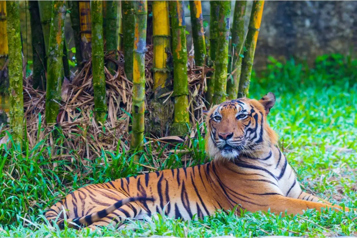 How Big Was The Bali Tiger?