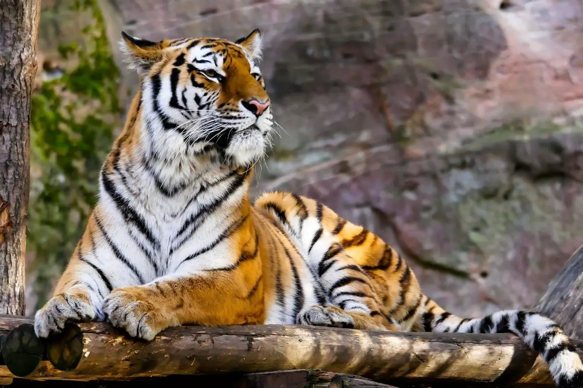 How Do Tigers Behave?