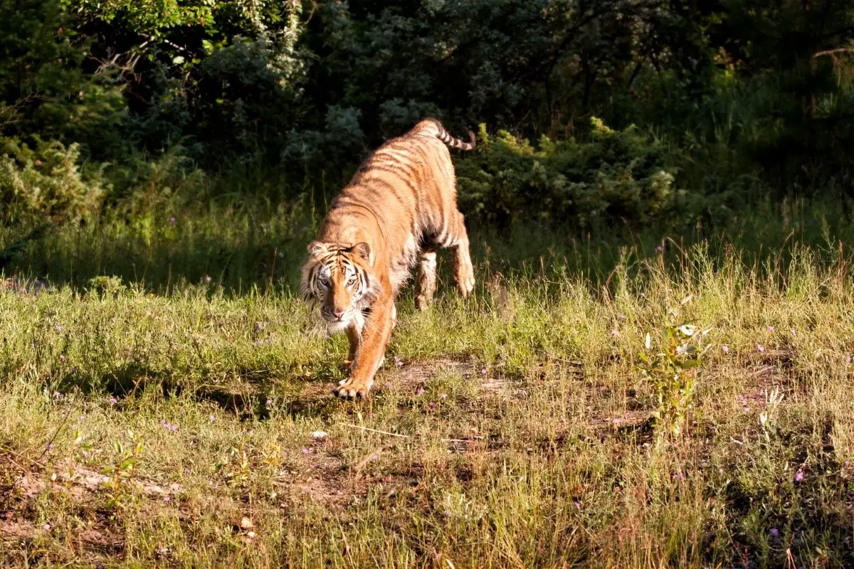 How Does Prey See (Or Not See) A Tiger?