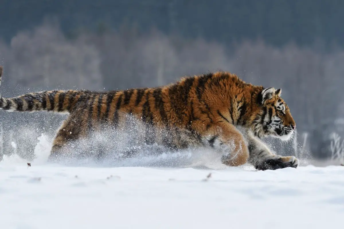 How Fast Can A Tiger Run? (In Mph And Kph)