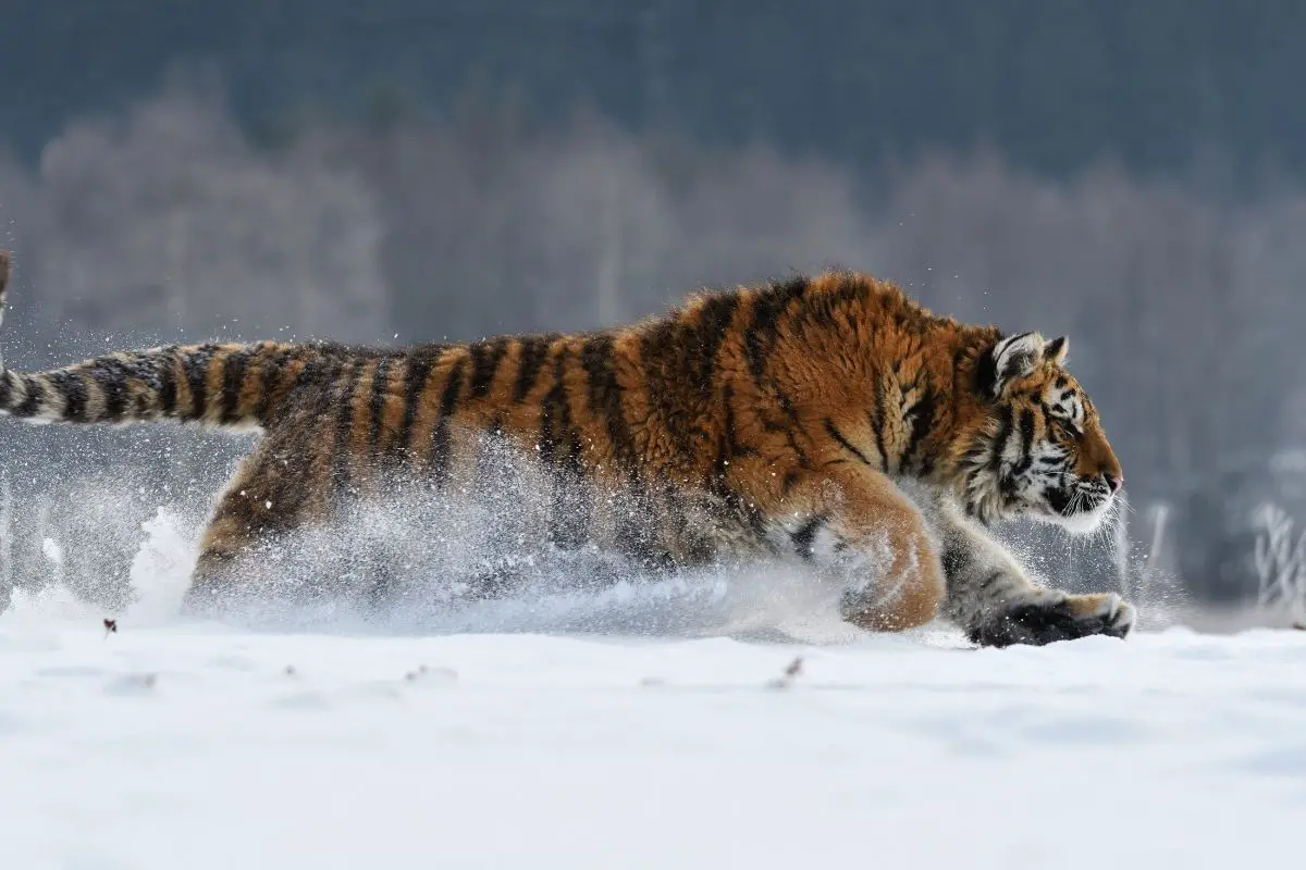 How Fast Can A Tiger Run? (In Mph And Kph) - Tiger Tribe